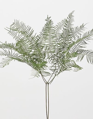 �������� �����������ե����󎥥ץꥶ���֥� ���꡼��