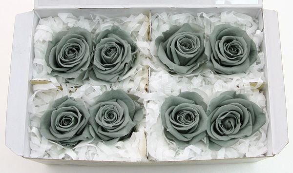 ��Outlet��Fe ���ץ졼���������ߥ��ȥ��꡼��