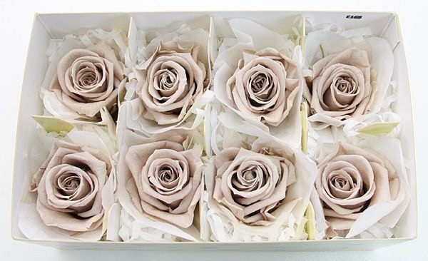 ��Outlet��Fe ��ǥ����ʥ��������ء�����ʥå�