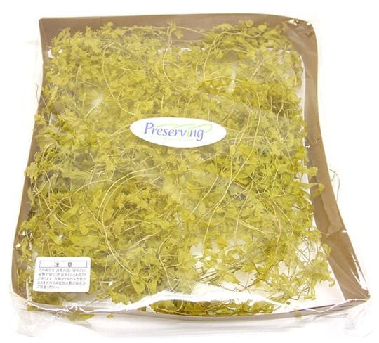 ��Outlet��ON ���󥦥����Х��� �饤�॰�꡼��