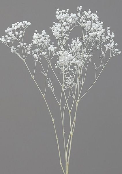 �������� ���������������С������� ��