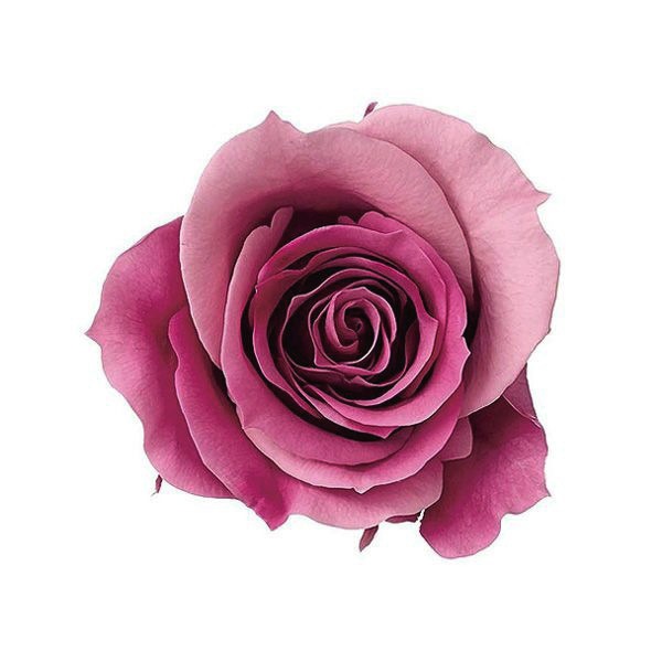 �������� �������������ߎ����ե�(9) �ԥ󥯥�ӡ�