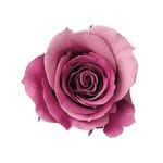 �������� �������������ߎ����ե�(9) �ԥ󥯥�ӡ�