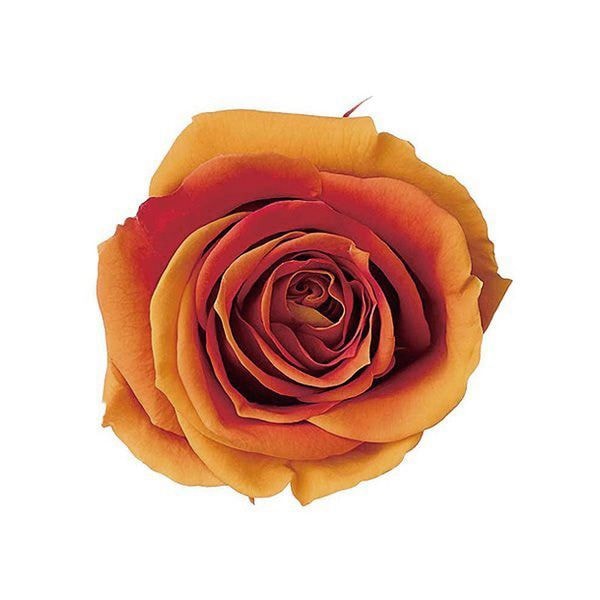 �������� �������������ߎ����ե�(9) ����󥸥�ӡ�