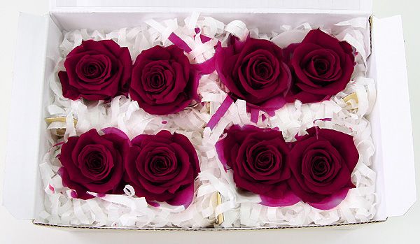 ��Outlet��Fe ���ץ졼���������磻��