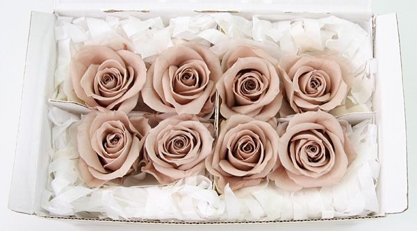 ��Outlet��Fe ���ץ졼���������ء�����ʥå�