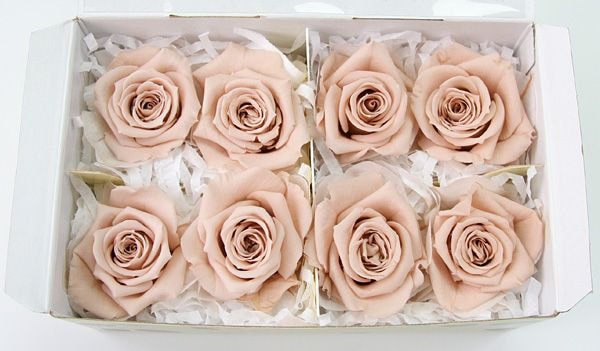 ��Outlet��Fe ���ץ졼���������̡��ɥԥ�