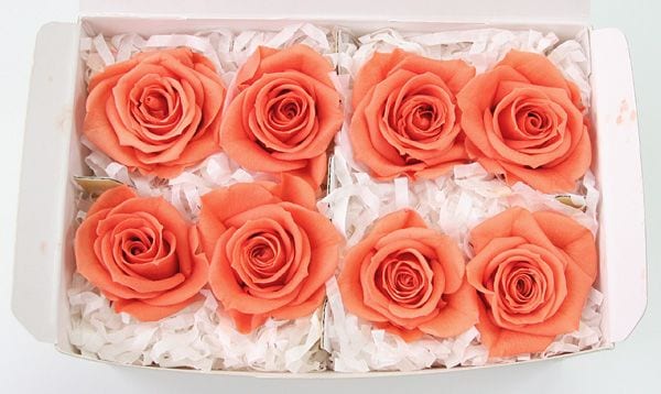 ��Outlet��Fe ���ץ졼���������ե�ߥ󥴥����