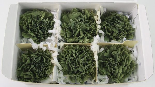 ��Outlet��Fe �����͡�����󎥥��꡼��ƥ���