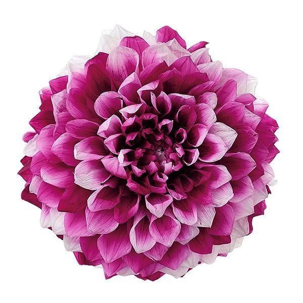 �������� ���ꥢ�����쥤���ʥ���ǡ������ˡ�2�� �ǥ����ץ�ӡ�