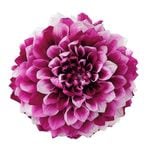  ꥢ쥤ʥǡˡ2 ǥץӡ