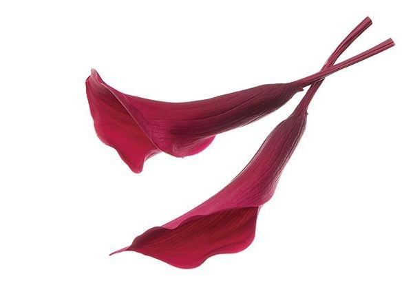 �������� ���顼��꡼����(5) �磻��