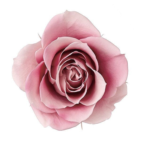 �������� �������������ɥ����뎥��(8) �⡼�֥ԥ�