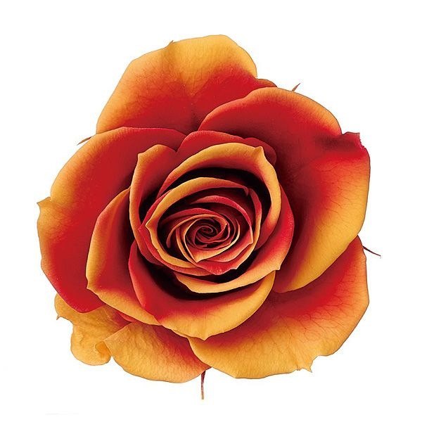 �������� �������������ɥ����뎥��(8) ����󥸥�ӡ�