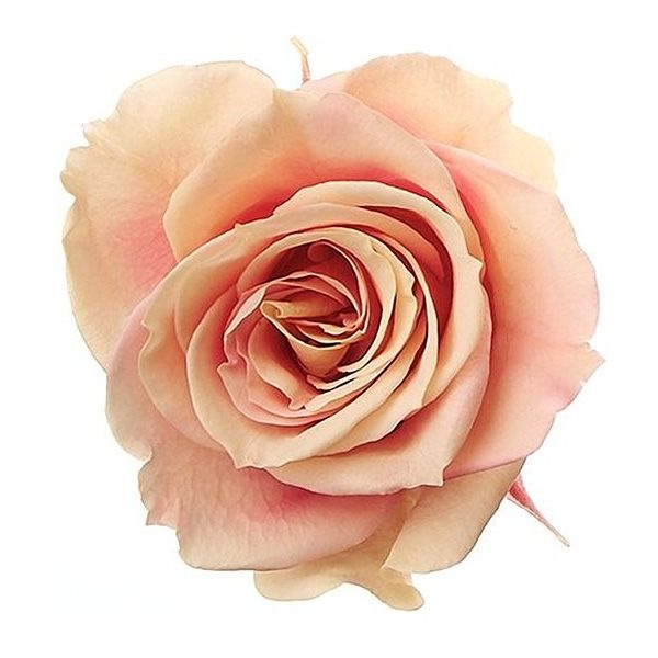 �������� �������������ɥ����뎥��(8) ����ꥢ������