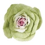 大地農園 葉牡丹(3) ピンク/グリーン 