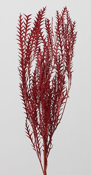 �������� ����ӥ쥢�������Х�ե��� ��åɡ�