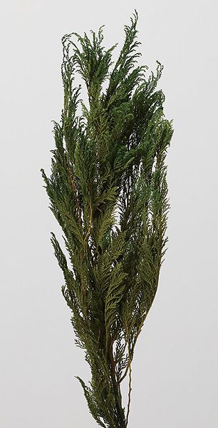 �������� ���ҥ� �饤�ȥ��꡼��