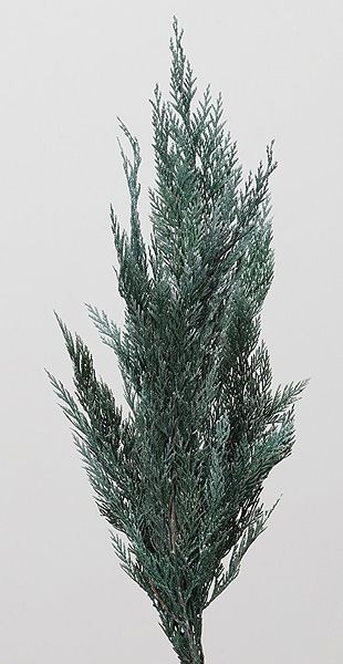 �������� ������ �����å���ۥ磻��