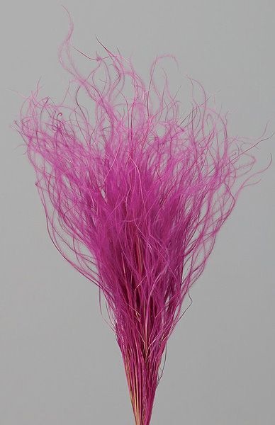 �������� �ե��������饹 �饺�٥꡼