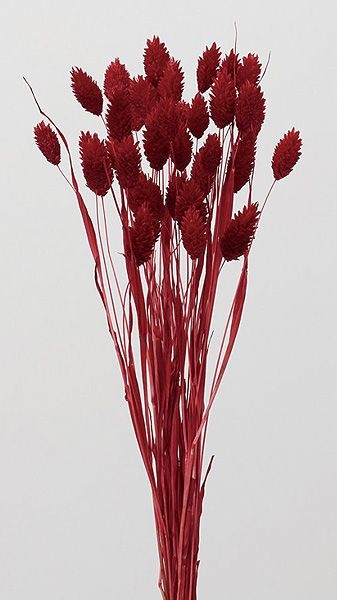 �������� �ݥ��ץ��� ��å�