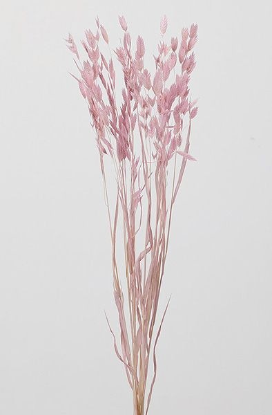 �������� �磻��ɥ����� �ԥ�