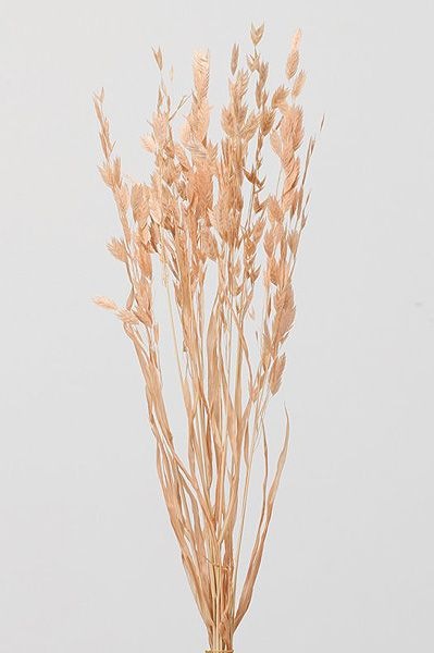 �������� �磻��ɥ����� ���㡼�٥åȥԡ���