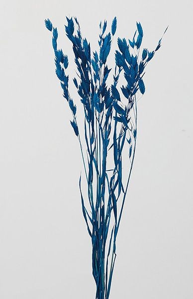 �������� �磻��ɥ����� �������֥롼