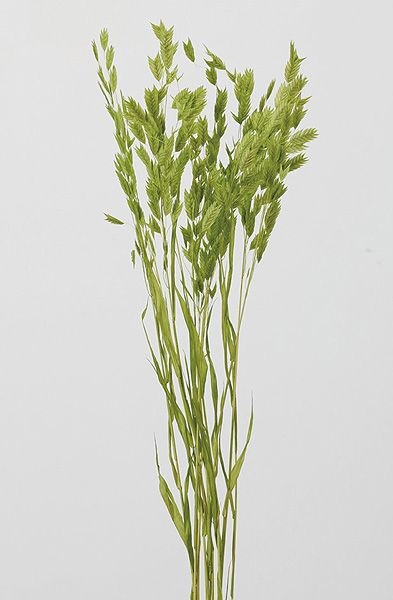 �������� �磻��ɥ����� ���åץ륰�꡼��