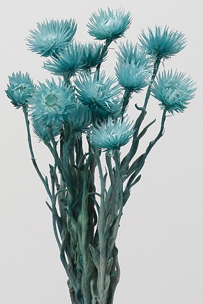 大地農園 ミニシルバーデージー ターコイズブルー | フラワー資材