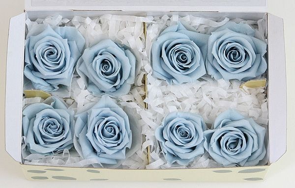 ��Outlet��Fe ���ץ졼���������ѥ������֥롼