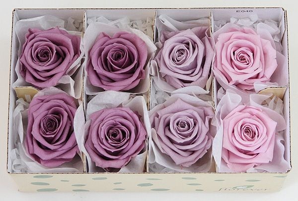 ��Outlet�ۥե����륨�С� ��ǥ����ʥ����������ꥸ�ʥ륢������(2x4) �ѡ��ץ�ϥߥå���