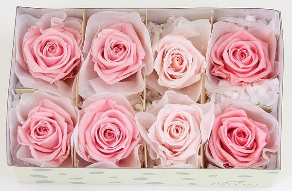 ��Outlet�ۥե����륨�С� ��ǥ����ʥ����������ꥸ�ʥ륢������(2x4) �ԥ󥯷ϥߥå���