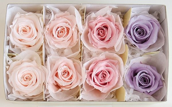 ��Outlet��Fe ��ǥ����ʥ��������ߥå���A