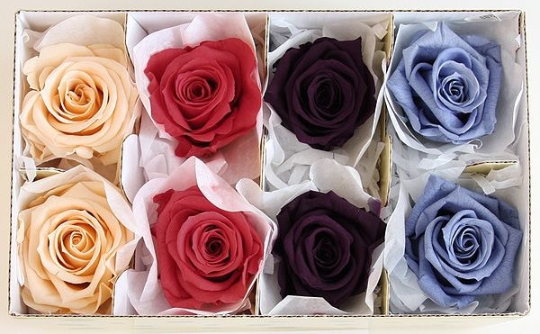 ��Outlet��Fe ��ǥ����ʥ��������ߥå���E