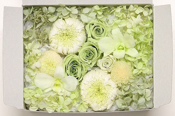 OutletۥȥåȥȎ꡼ N