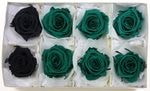 【Outlet】Fe メディアナローズ・ミックスL