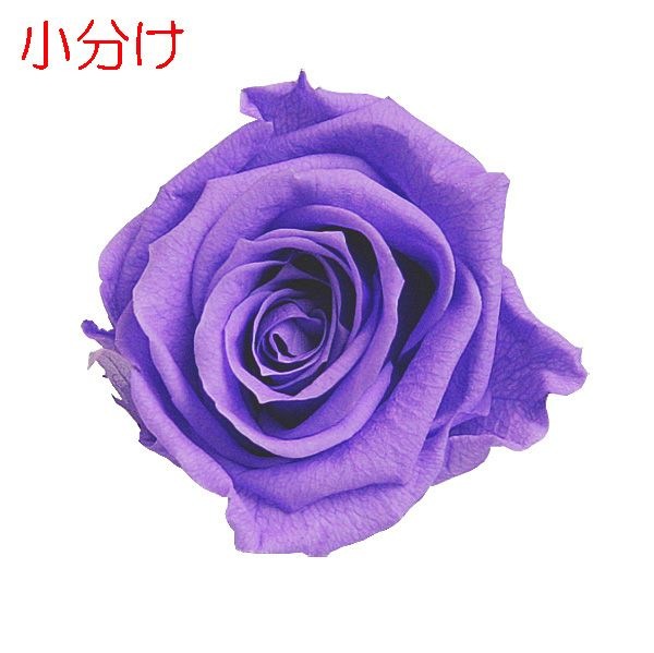 ھʬFlorever ǥʥ(3) Хå