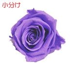 【小分け】Florever メディアナローズ(3) オーロラバイオレット