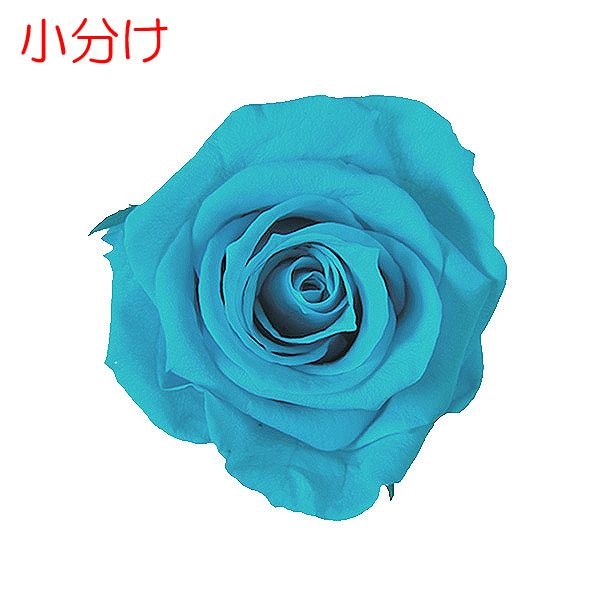 ھʬFlorever ǥʥ(2) ӥ֥롼