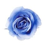 �������� �������������ߎ����ե�(9) �֥롼������