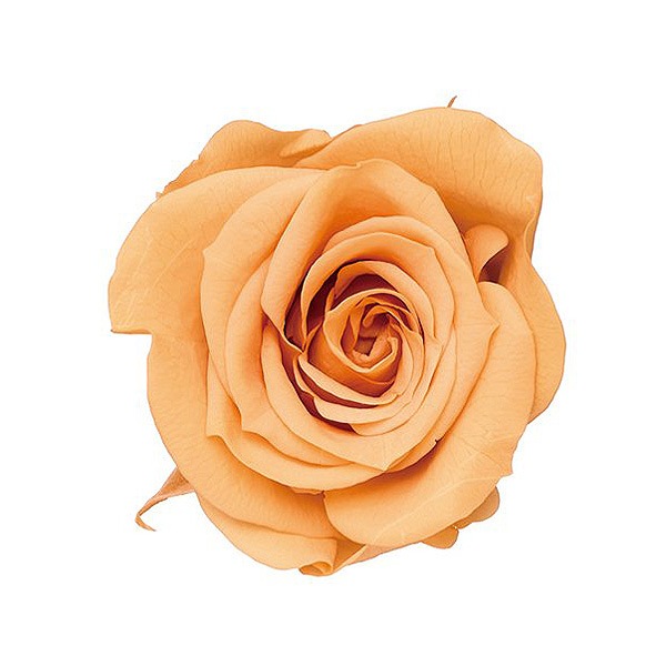 �������� ��������������(9) �֥��å���ԡ���