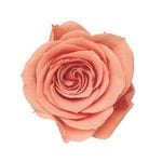 �������� ��������������(9) �ԥ󥯥������