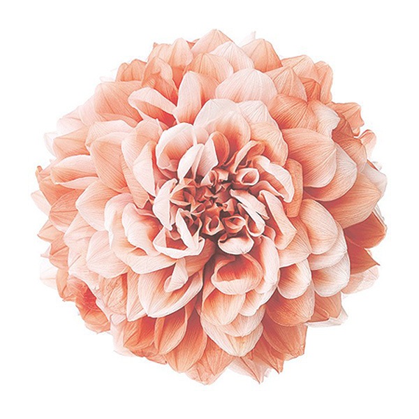 �������� ���ꥢ�����쥤���ʥ���ǡ������ˡ�2�� ������åȥ����