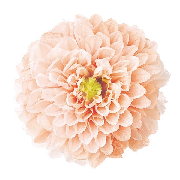 �������� ���ꥢ�����쥤���ʥ���ǡ������ˡ�2�� �ԡ���