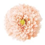 �������� ���ꥢ�����쥤���ʥ���ǡ������ˡ�2�� �ԡ���