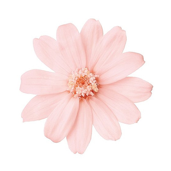 �������� ���˥�������12�� ������ԥ�