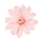 �������� ���˥�������12�� ������ԥ�