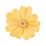 �������� ���˥�������12�� ����ꥢ�����