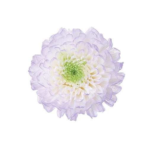 �������� ���Ǝ��ۤΤ�(12) �ѡ��ץ�